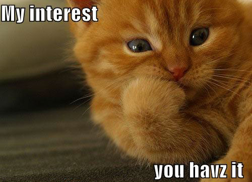 interested-cat-interest
